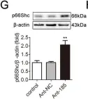 Fig.4.G showing Western Blotting from the publication: circ-CBFB upregulates p66Shc to perturb mitochondrial dynamics in APAP-induced liver injury.