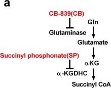 Fig.8.A from the publication: Glutamine mitigates murine burn sepsis by supporting macrophage M2 polarization through repressing the SIRT5-mediated desuccinylation of pyruvate dehydrogenase.