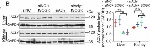 Fig.7.B showing Western Blotting from the publication: A natural small molecule isoginkgetin alleviates hypercholesterolemia and atherosclerosis by targeting ACLY.