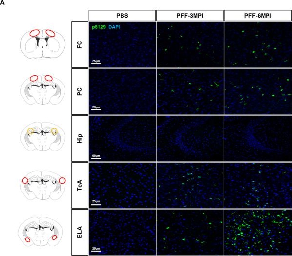 Fig.8.A showing Immunocytochemistry-immunofluorescence in a Mus musculus (House mouse) sample from the publication: Retinal Pathology and Synucleinopathy in the Visual Pathway of α-Synuclein Preformed Fibril Mouse Model of Parkinson's Disease.