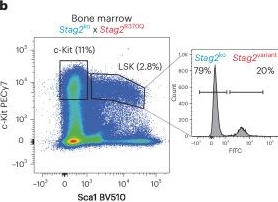 Fig.5.B showing Flow cytometry/Cell sorting in a Mus musculus (House mouse) sample from the publication: Competition shapes the landscape of X-chromosome-linked genetic diversity.