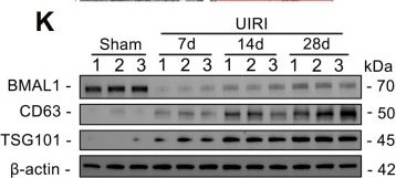 Fig.1.K showing Western Blotting in a Mus musculus (House mouse) sample from the publication: BMAL1 regulates tubular epithelial-derived exosomal miR-27a-3p to inhibit macrophage-myofibroblast transition and alleviate ischemia/reperfusion-induced renal fibrosis.
