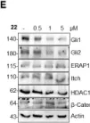 Fig.5.E showing Western Blotting from the publication: A Smo/Gli Multitarget Hedgehog Pathway Inhibitor Impairs Tumor Growth.
