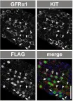 Fig.5.E showing Immunofluorescence in a Mus musculus (House mouse) sample from the publication: Hierarchical differentiation competence in response to retinoic acid ensures stem cell maintenance during mouse spermatogenesis.