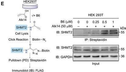 Fig.2.E showing Western Blotting from the publication: Targeting Histone Deacetylase 11 with a Highly Selective Inhibitor for the Treatment of MASLD.