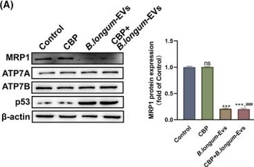 Fig.5.A showing Western Blotting from the publication: Extracellular vesicles of Bifidobacterium longum reverse the acquired carboplatin resistance in ovarian cancer cells via p53 phosphorylation on Ser15.
