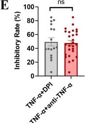 Fig.4.E from the publication: Increased neutrophil extracellular trap formation in oligoarticular, polyarticular juvenile idiopathic arthritis and enthesitis-related arthritis: biomarkers for diagnosis and disease activity.
