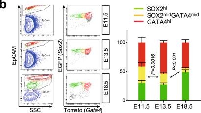 Fig.4.B showing Flow cytometry/Cell sorting in a Mus musculus (House mouse) sample from the publication: Epithelial expression of Gata4 and Sox2 regulates specification of the squamous-columnar junction via MAPK/ERK signaling in mice.