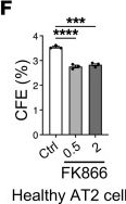 Fig.2.F from the publication: Activation of the impaired NAMPT/SIRT7/SOD2 axis restores alveolar progenitor cell renewal in idiopathic pulmonary fibrosis.