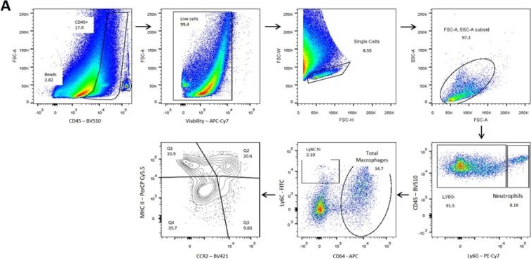 Fig.8.A showing Flow cytometry/Cell sorting in a Mus musculus (House mouse) sample from the publication: Early Changes in Cardiac Macrophage Subsets in Heart Failure with Preserved Ejection Fraction.