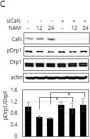 Fig.6.C showing Western Blotting from the publication: Nicotinamide Treatment Facilitates Mitochondrial Fission through Drp1 Activation Mediated by SIRT1-Induced Changes in Cellular Levels of cAMP and Ca2.