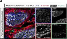 Fig.4.D showing Immunofluorescence in a Mus musculus (House mouse) sample from the publication: Cellular taxonomy of Hic1+ mesenchymal progenitor derivatives in the limb: from embryo to adult.