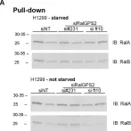 Fig.4.A showing Western Blotting from the publication: RalGPS2 Is Essential for Survival and Cell Cycle Progression of Lung Cancer Cells Independently of Its Established Substrates Ral GTPases.
