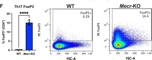 Fig.3.F showing Flow cytometry/Cell sorting in a Mus musculus (House mouse) sample from the publication: Mitochondrial fatty acid synthesis and MECR regulate CD4+ T cell function and oxidative metabolism.