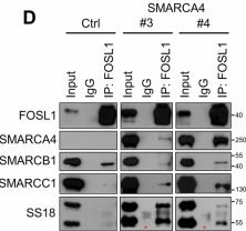 Fig.4.D showing Western Blotting from the publication: SMARCA4 activation engages FOSL1 to drive enhancer reprogramming and tumorigenic phenotypes in SMARCA4-deficient LUAD cells.