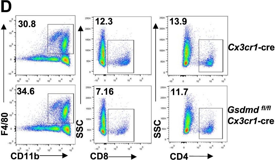 Fig.4.D showing Flow cytometry/Cell sorting in a Mus musculus (House mouse) sample from the publication: Gasdermin D in macrophages drives orchitis by regulating inflammation and antigen presentation processes.