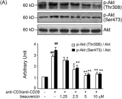 Fig.7.A showing Western Blotting from the publication: Beauvericin ameliorates experimental colitis by inhibiting activated T cells via downregulation of the PI3K/Akt signaling pathway.
