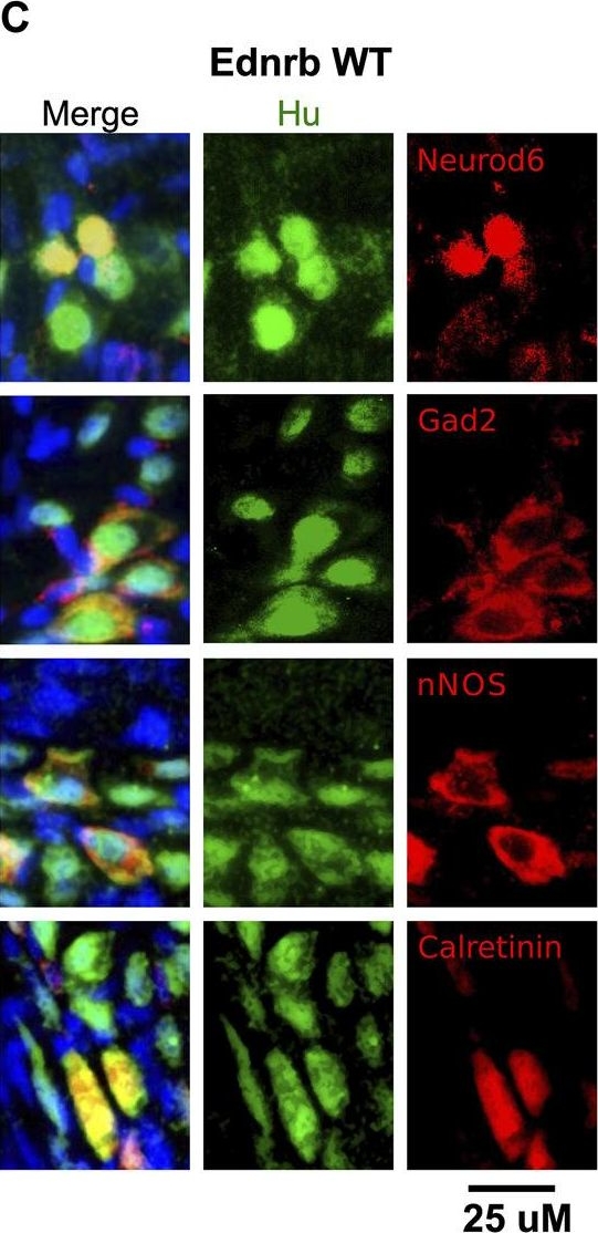 Fig.3.C showing Immunohistochemistry-immunofluorescence in a Mus musculus (House mouse) sample from the publication: Ednrb -/- mice with hirschsprung disease are missing Gad2-expressing enteric neurons in the ganglionated small intestine.