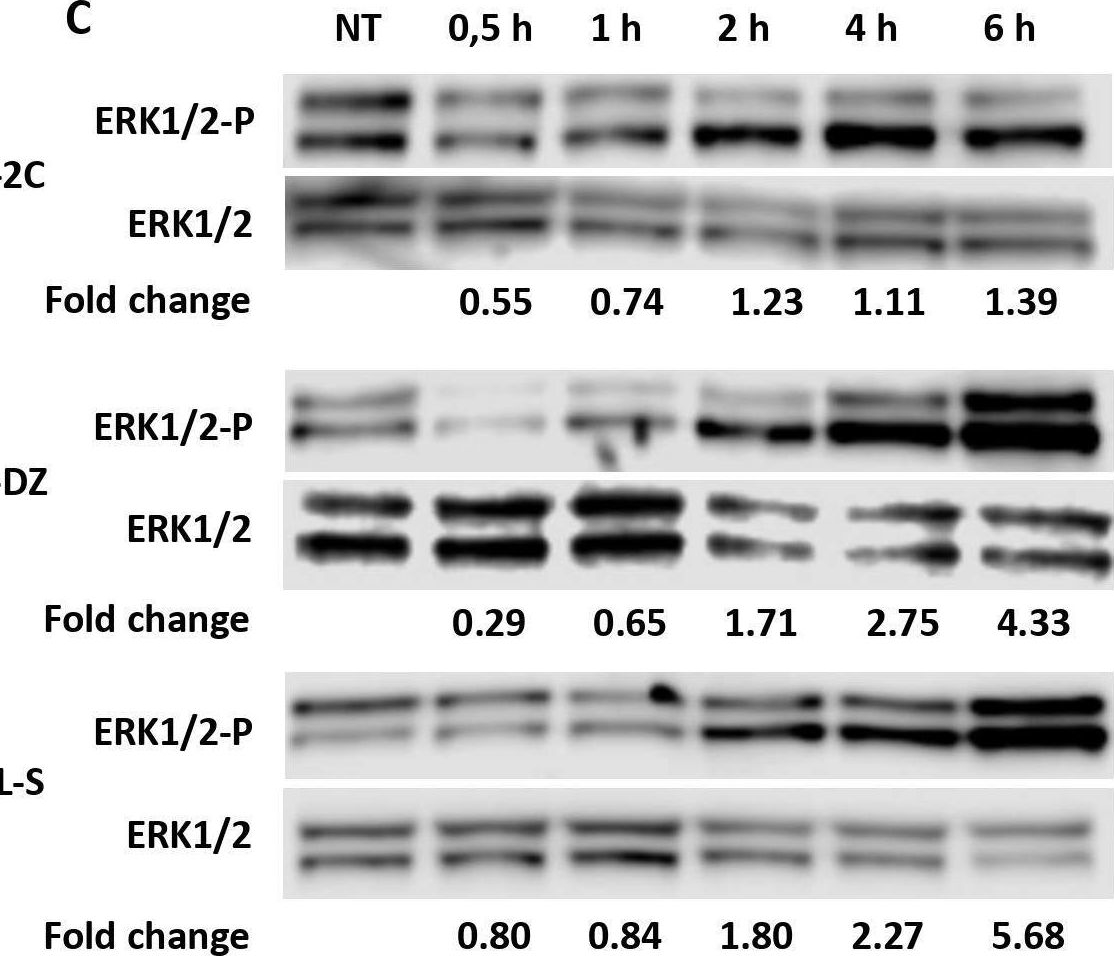 Fig.1.C showing Western Blotting in a Homo sapiens (Human) sample from the publication: Neuroblastoma response to RAS-MAPK inhibitors and APR-246 (eprenetapopt) co-treatment is dependent on SLC7A11.