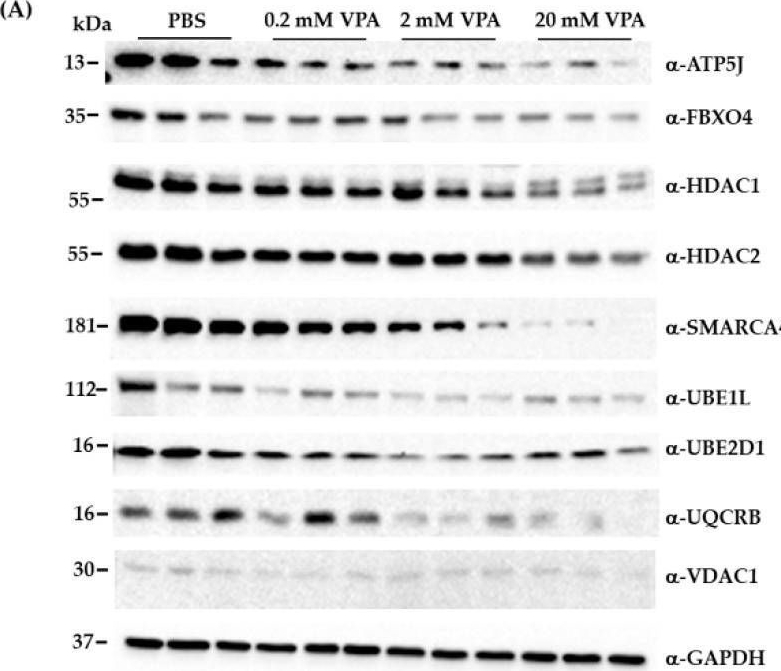 Fig.4.A showing Western Blotting in a Homo sapiens (Human) sample from the publication: Differential Expression of Multiple Disease-Related Protein Groups Induced by Valproic Acid in Human SH-SY5Y Neuroblastoma Cells.