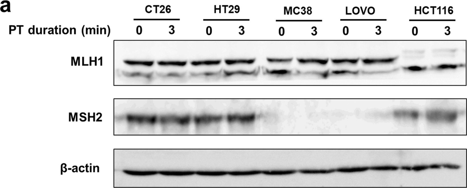 Fig.6.A showing Western Blotting in a Mus musculus (House mouse) sample from the publication: Cold atmospheric plasma stabilizes mismatch repair for effective, uniform treatment of diverse colorectal cancer cell types.