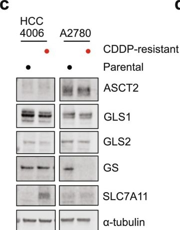 Fig.1.C showing Western Blotting from the publication: Repurposing Asparaginase Therapy to Target Cisplatin-Resistant Cancer Cells.