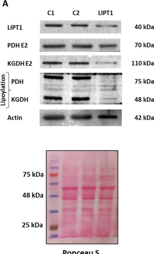 Fig.1.A showing Western Blotting from the publication: A Multi-Target Pharmacological Correction of a Lipoyltransferase LIPT1 Gene Mutation in Patient-Derived Cellular Models.