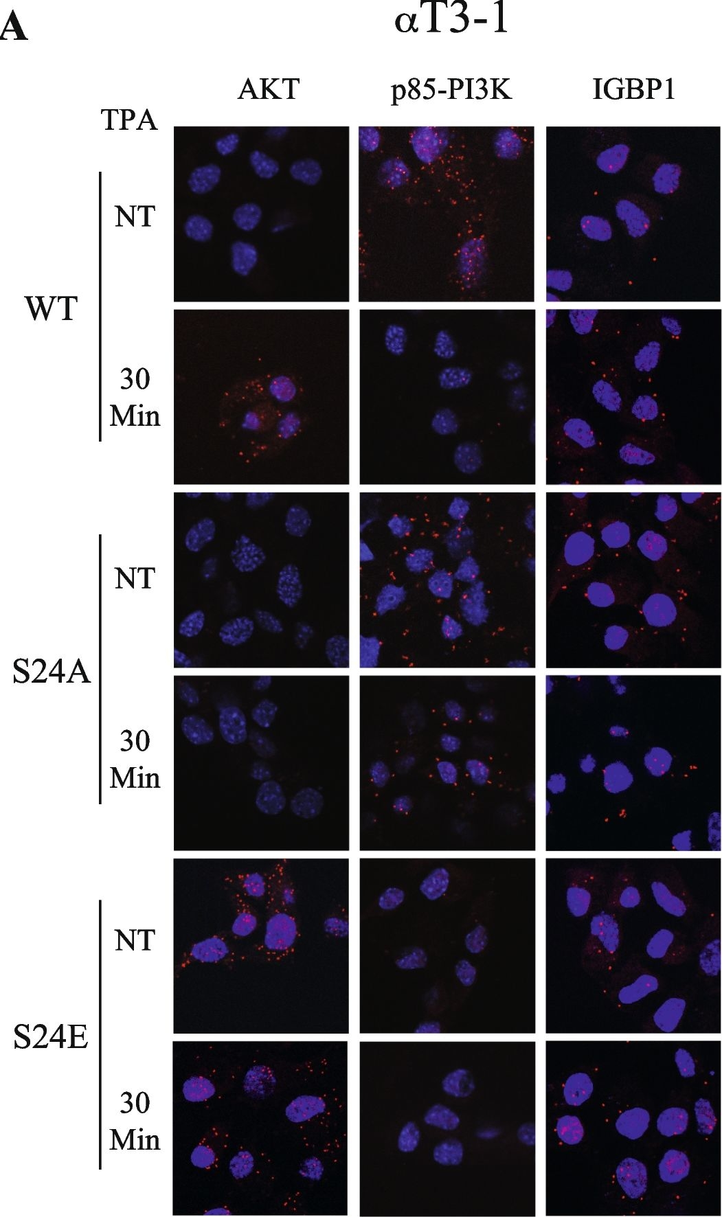 Fig.6.A showing Immunocytochemistry-immunofluorescence from the publication: Phosphorylation of PP2Ac by PKC is a key regulatory step in the PP2A-switch-dependent AKT dephosphorylation that leads to apoptosis.