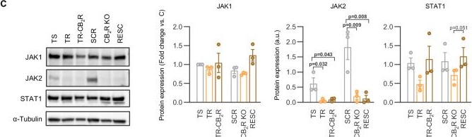 Fig.5.C showing Western Blotting from the publication: Cannabinoid CB2 receptor drives trastuzumab resistance and predicts durable anti-HER2 response.