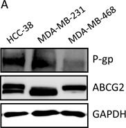 Fig.5.A showing Western Blotting from the publication: Inhibition of PTCH1 drug efflux activity enhances chemotherapy efficacy against triple negative breast cancers.