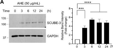 Fig.4.A showing Western Blotting from the publication: Ageratum houstonianum Extract and Agerarin Promote Hair Growth via MAPK/AP-1 Axis-Dependent Upregulation of SCUBE3 in Human Dermal Papilla Cells.