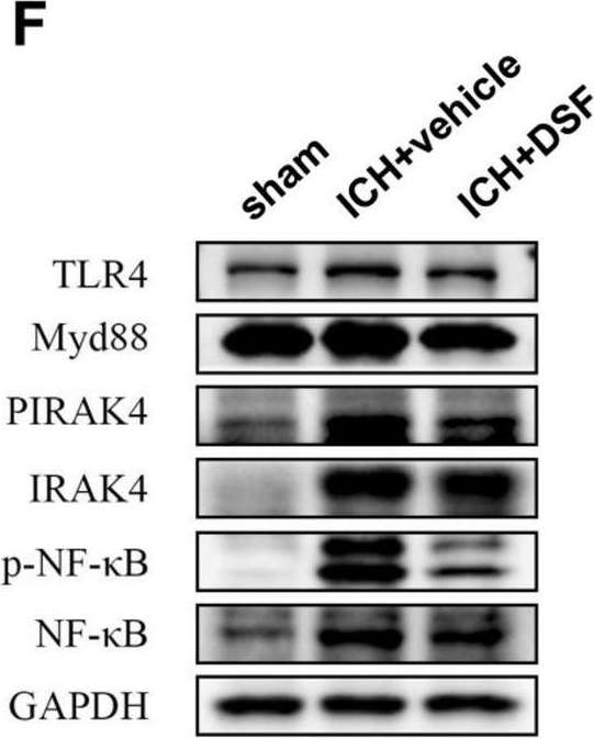 Fig.5.F showing Western Blotting from the publication: Disulfiram attenuates cell and tissue damage and blood‒brain barrier dysfunction after intracranial haemorrhage by inhibiting the classical pyroptosis pathway.