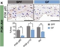 Fig.6.K showing Immunohistochemistry in a Mus musculus (House mouse) sample from the publication: Gut Microbiota Modulation by Lysozyme as a Key Regulator of Vascular Inflammatory Aging.