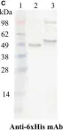 Fig.1.C showing Western Blotting from the publication: A novel diphtheria toxin-based bivalent human EGF fusion toxin for treatment of head and neck squamous cell carcinoma.