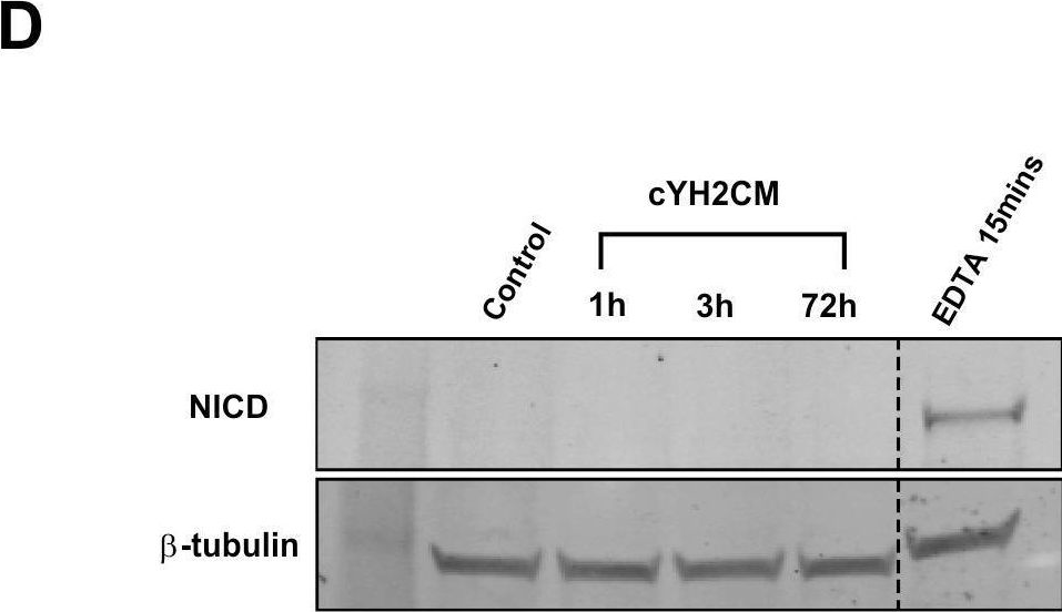 Fig.6.D showing Western Blotting from the publication: Colon organoid formation and cryptogenesis are stimulated by growth factors secreted from myofibroblasts.