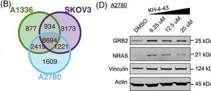 Fig.5.B showing Western Blotting in a Homo sapiens (Human) sample from the publication: Functional genomics pipeline identifies CRL4 inhibition for the treatment of ovarian cancer.