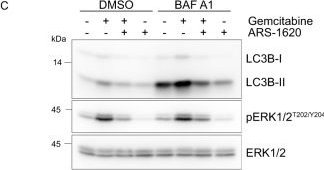 Fig.3.C showing Western Blotting from the publication: Gemcitabine promotes autophagy and lysosomal function through ERK- and TFEB-dependent mechanisms.