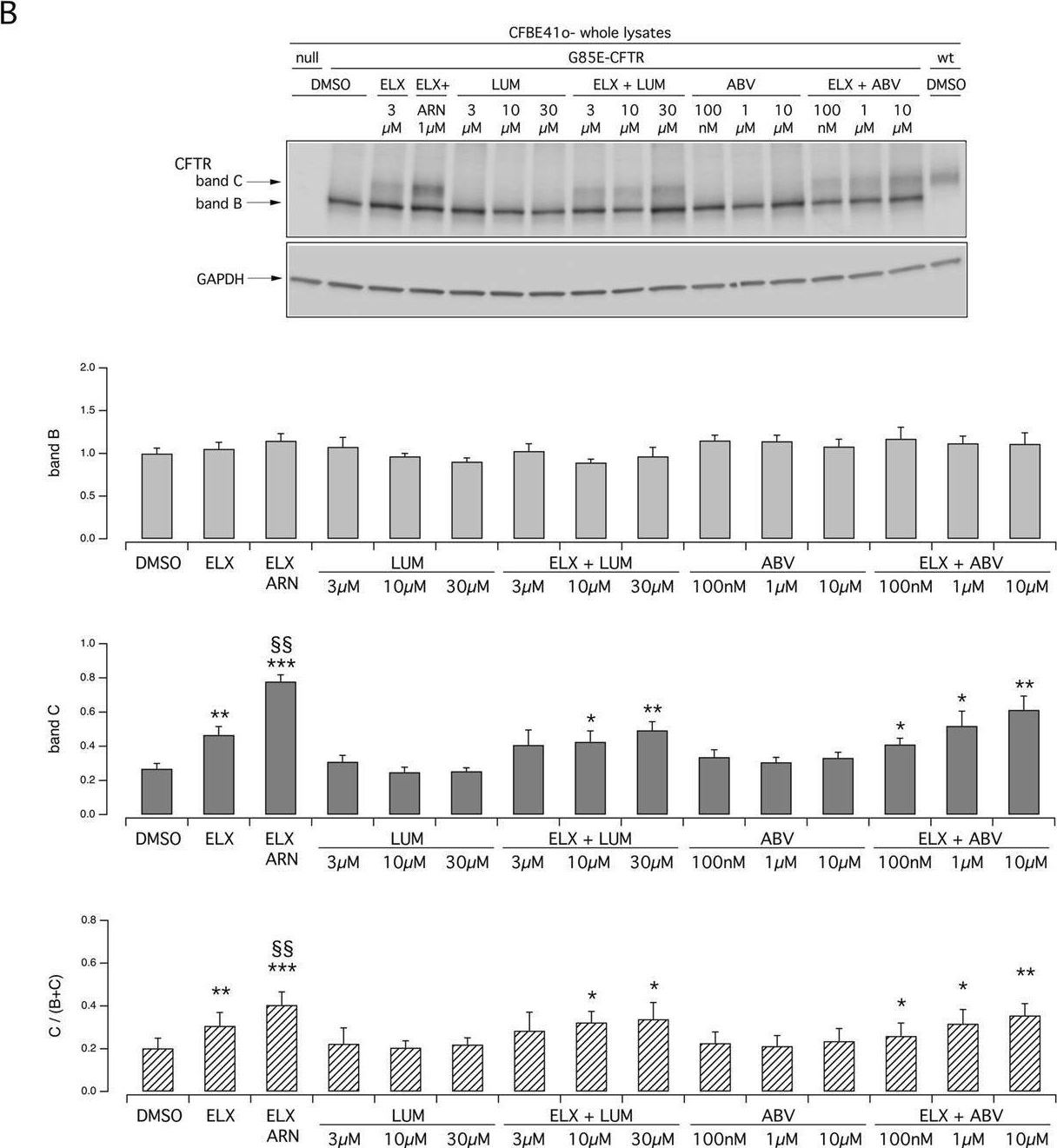 Fig.4.B showing Western Blotting in a Homo sapiens (Human) sample from the publication: Pharmacological rescue of the G85E CFTR variant by preclinical and approved modulators.