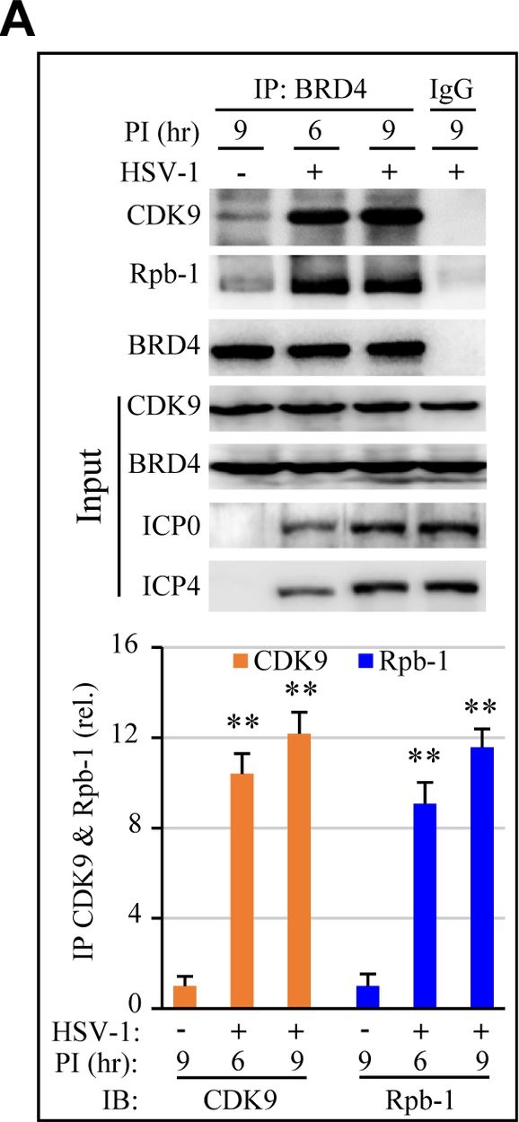 cdk1 antibodies - Antibody search engine - CiteAb