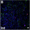 Fig.2.B showing Immunocytochemistry in a Rattus norvegicus (Rat) sample from the publication: A Strategy for Magnetic and Electric Stimulation to Enhance Proliferation and Differentiation of NPCs Seeded over PLA Electrospun Membranes.