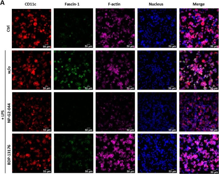 Fig.3.A from the publication: Inhibitors of the Actin-Bundling Protein Fascin-1 Developed for Tumor Therapy Attenuate the T-Cell Stimulatory Properties of Dendritic Cells.