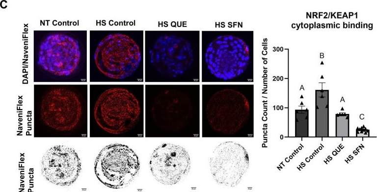 Fig.4.C showing Immunocytochemistry-immunofluorescence from the publication: Enhancing antioxidant capacity via NRF2 pathway activation to mitigate heat stress-induced oxidative damage in bovine granulosa cells, oocytes, and embryos.