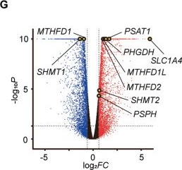 Fig.2.G showing Flow cytometry/Cell sorting in a Homo sapiens (Human) sample from the publication: Co-inhibition of glutaminolysis and one-carbon metabolism promotes ROS accumulation leading to enhancement of chemotherapeutic efficacy in anaplastic thyroid cancer.
