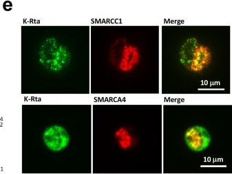 Fig.5.E showing Immunocytochemistry-immunofluorescence in a Homo sapiens (Human) sample from the publication: KSHV transactivator-derived small peptide traps coactivators to attenuate MYC and inhibits leukemia and lymphoma cell growth.