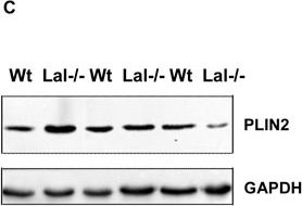 Lysosomal lipid hydrolysis provides substrates for lipid mediator synthesis in murine macrophages.