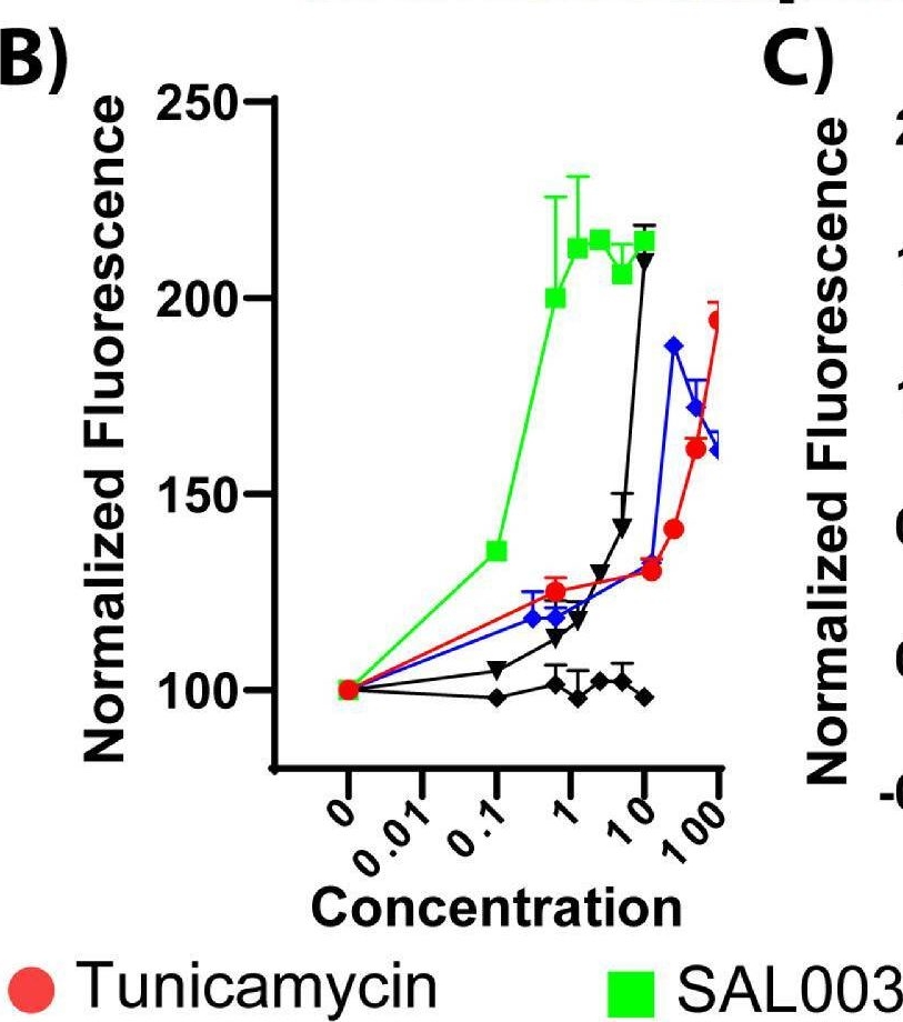 Fig.2.B from the publication: Integrated Stress Response Regulation of Corneal Epithelial Cell Motility and Cytokine Production.