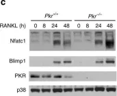 Fig.5.C showing Western Blotting from the publication: Bone protection by inhibition of microRNA-182.