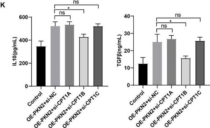 Fig.5.K showing Enzyme-linked immunosorbent assay from the publication: PKN2 enhances the immunosuppressive activity of polymorphonuclear myeloid-derived suppressor cells in esophageal carcinoma by mediating fatty acid oxidation.
