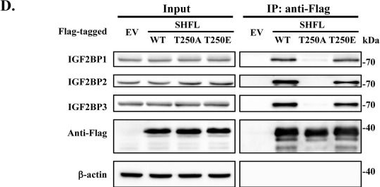 Fig.6.D showing Western Blotting in an Oryctolagus cuniculus (Rabbit) sample from the publication: Phosphorylation of Shiftless by casein kinase 1 δ/ε is required for its antiviral activity.