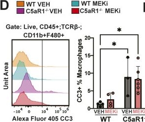Fig.3.D showing Flow cytometry/Cell sorting in a Mus musculus (House mouse) sample from the publication: C5aR plus MEK inhibition durably targets the tumor milieu and reveals tumor cell phagocytosis.